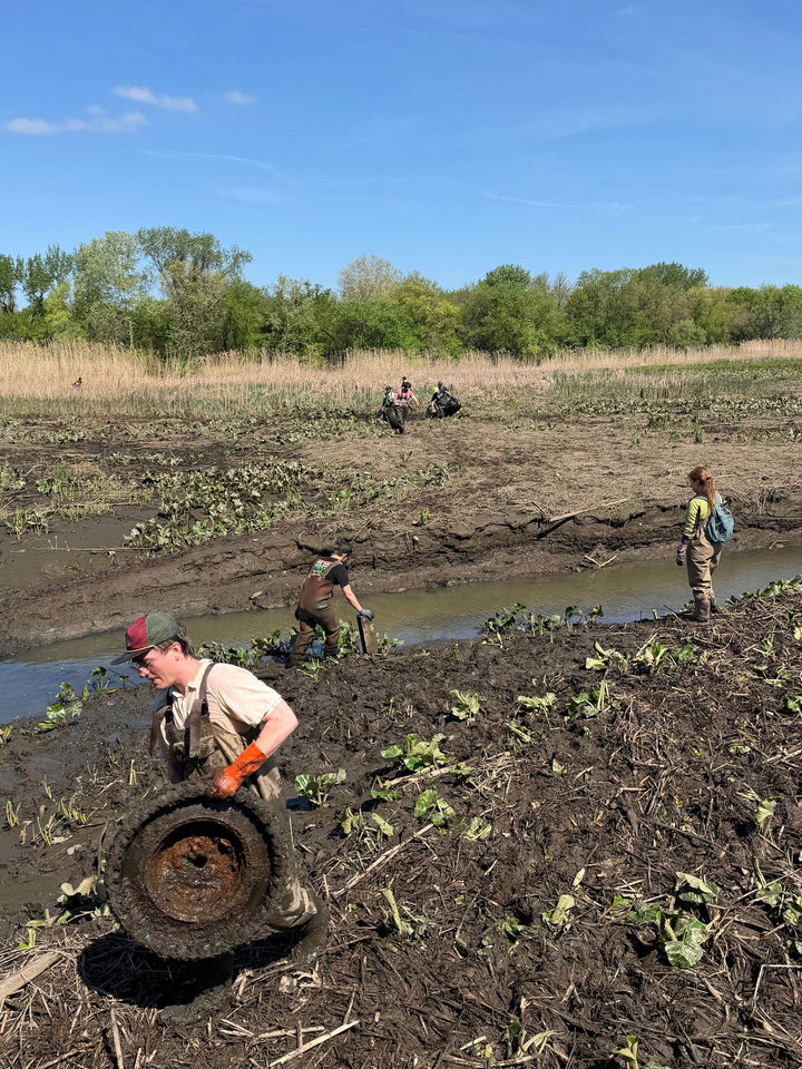 Volunteers in waders pulling an illegally dumped tire from the mud of Tinicum Marsh